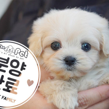 말티푸 왕자님 2.27