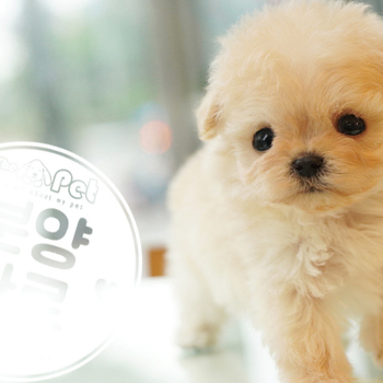 말티푸 공주님 3.20