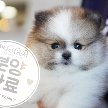 포메라니안 공주님 10.25