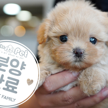 말티푸 공주님 4.2