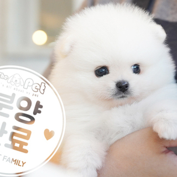 포메라니안 왕자님 4.3