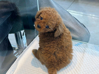 푸들 분양후기(26.04.25)