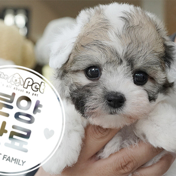 꼬숑 공주님 4.24