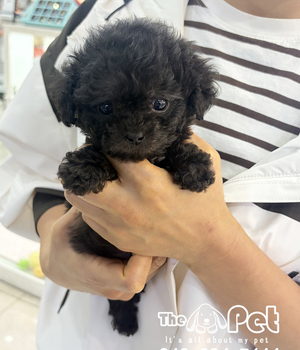 실버푸들 분양후기(26.05.04)