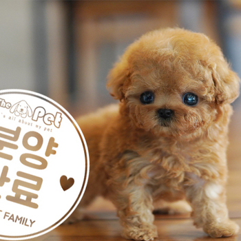말티푸 공주님 11.02