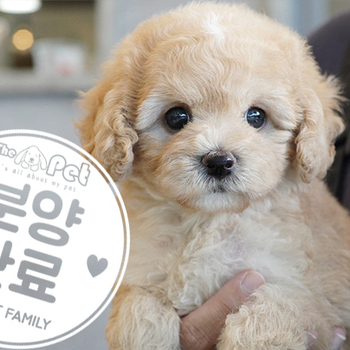미니골든두들 공주님 7.20