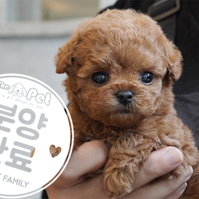 토이푸들 왕자님 5.18