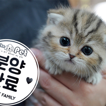 스코티쉬 폴드 공주님 2.25