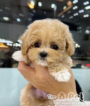 푸들 분양후기(26.02.18)