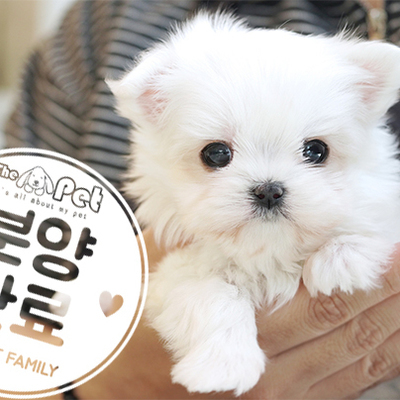 말티즈 공주님 3.2