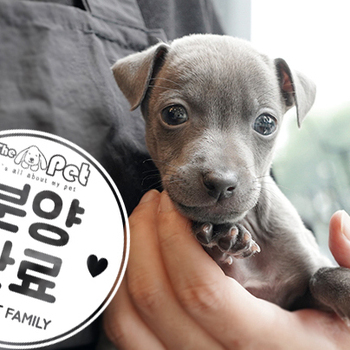 이탈리안그레이하운드 공주님 5.15
