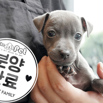 이탈리안그레이하운드 공주님 5.15