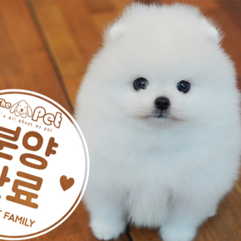 포메라니안 왕자님 4.13