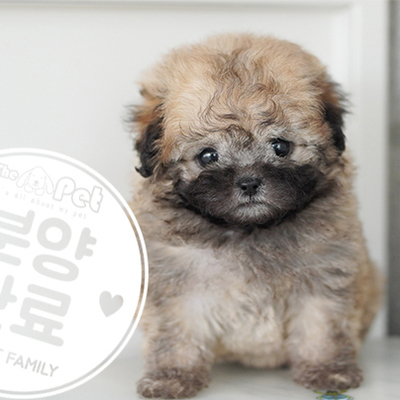 실버탄푸들 공주님 2.20