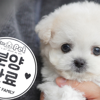 미니비숑 공주님 11.17