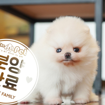 포메라니안 공주님 2.23