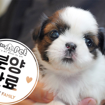 콩시츄 공주님 3.24