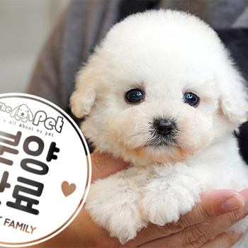 푸숑 공주님 0315