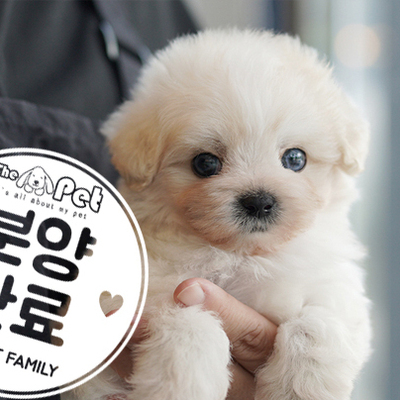 말티푸 왕자님 6.5