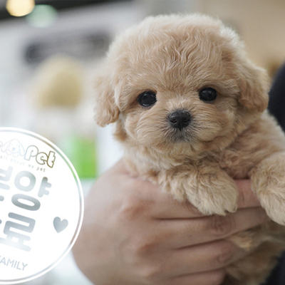 말티푸 공주님 6.22