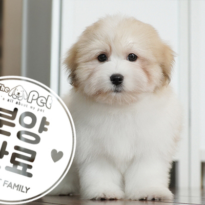 [프리미엄분양] 꼬똥 드 툴레아 분양완료
