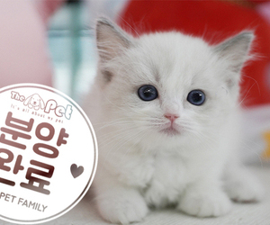 랙돌 공주님 5.24
