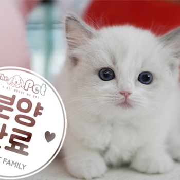 랙돌 공주님 5.24