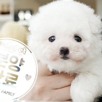 꼬숑 공주님 4.24