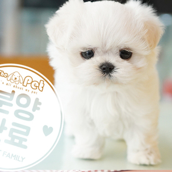 말티즈 공주님 9.15