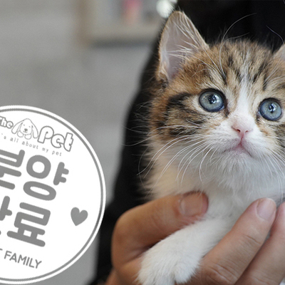 브리티쉬숏헤어 왕자님 6.28