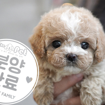 푸들 공주님 6.8