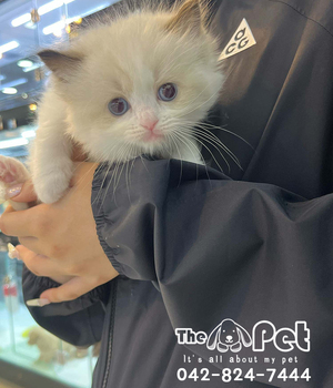 랙돌 분양후기(26.09.05)