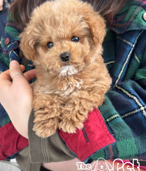 푸들 분양후기(26.04.01)