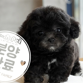 실버 토이푸들 왕자님 5.22