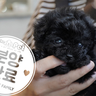 푸들 왕자님 7.24