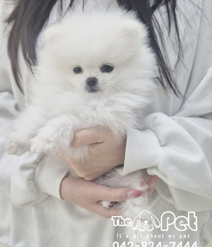 포메라니안 분양후기(26.09.14)