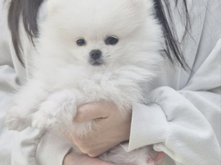 포메라니안 분양후기(26.09.14)