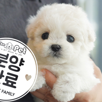 말티푸 공주님 4.8