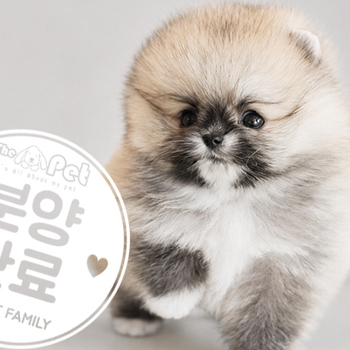 포메라니안 왕자님 6.9