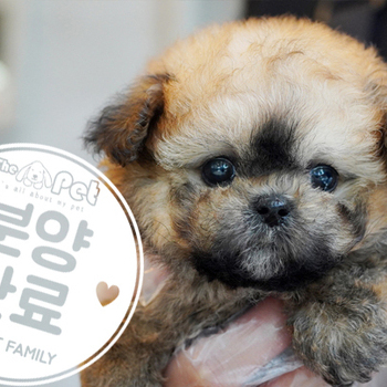 말티폼 공주님 3.23