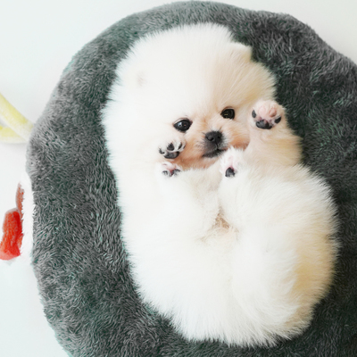포메라니안 뽀나 공주님 0317