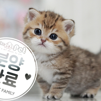 브리티쉬숏헤어 공주님 6.1