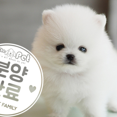 포메라니안 왕자님 6.10
