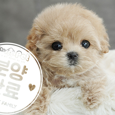 말티푸 공주님 5.13