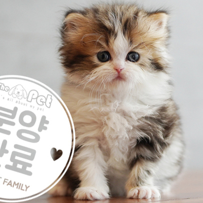 브리티쉬숏헤어 공주님 2.17