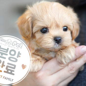 말티푸 왕자님 12.19