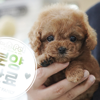 토이푸들 공주님 6.24
