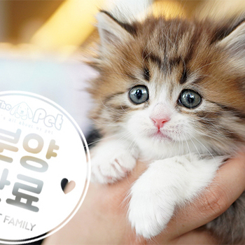 노르웨이숲 공주님 1.15