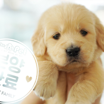 골든리트리버 공주님 2.13