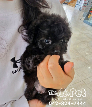실버푸들 분양후기(26.09.26)